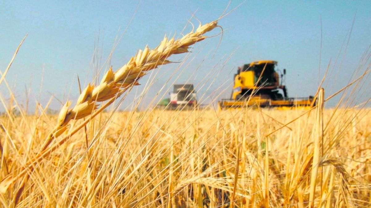 El trigo de la zona sur del área agrícola, en mejor estado que el del resto del país. 