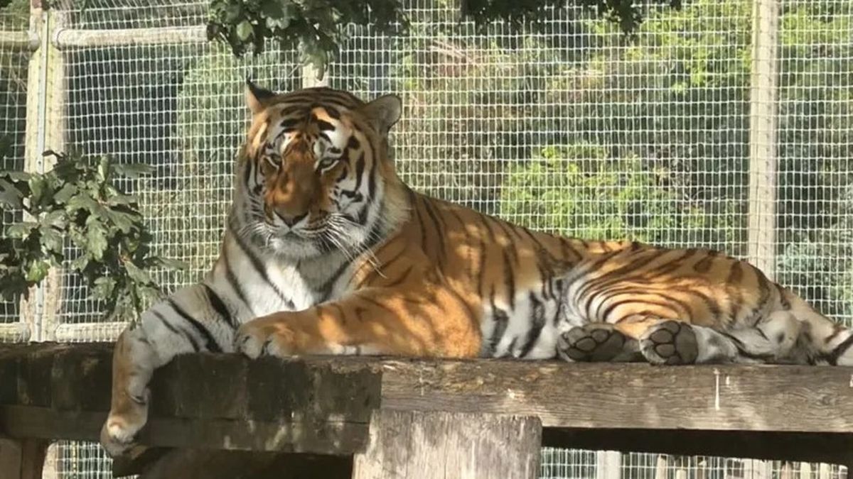 El animal involucrado habría sido Altai, uno de los dos tigres de Amur que viven en el establecimiento. (Foto: BBC)