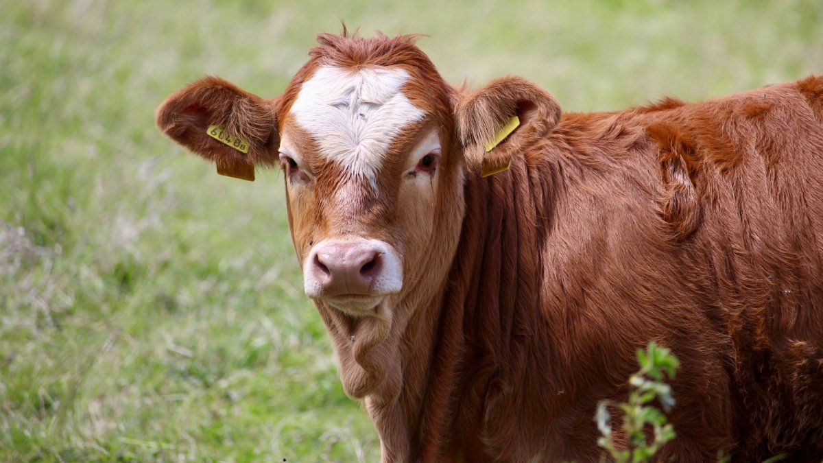 El cierre de las exportaciones de carne le pegó de lleno a la confianza de los productores.