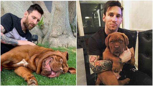 Qué pasará con Hulk, el perro gigante de Leo Messi que quedó en Barcelona