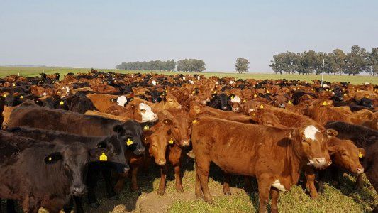 Campo solidario: ganaderos de La Pampa donarán carne para los sectores más necesitados