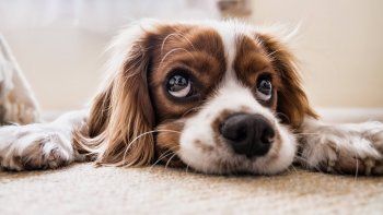 Proyectos de ley en Jujuy: buscan que los animales sean considerados seres sintientes
