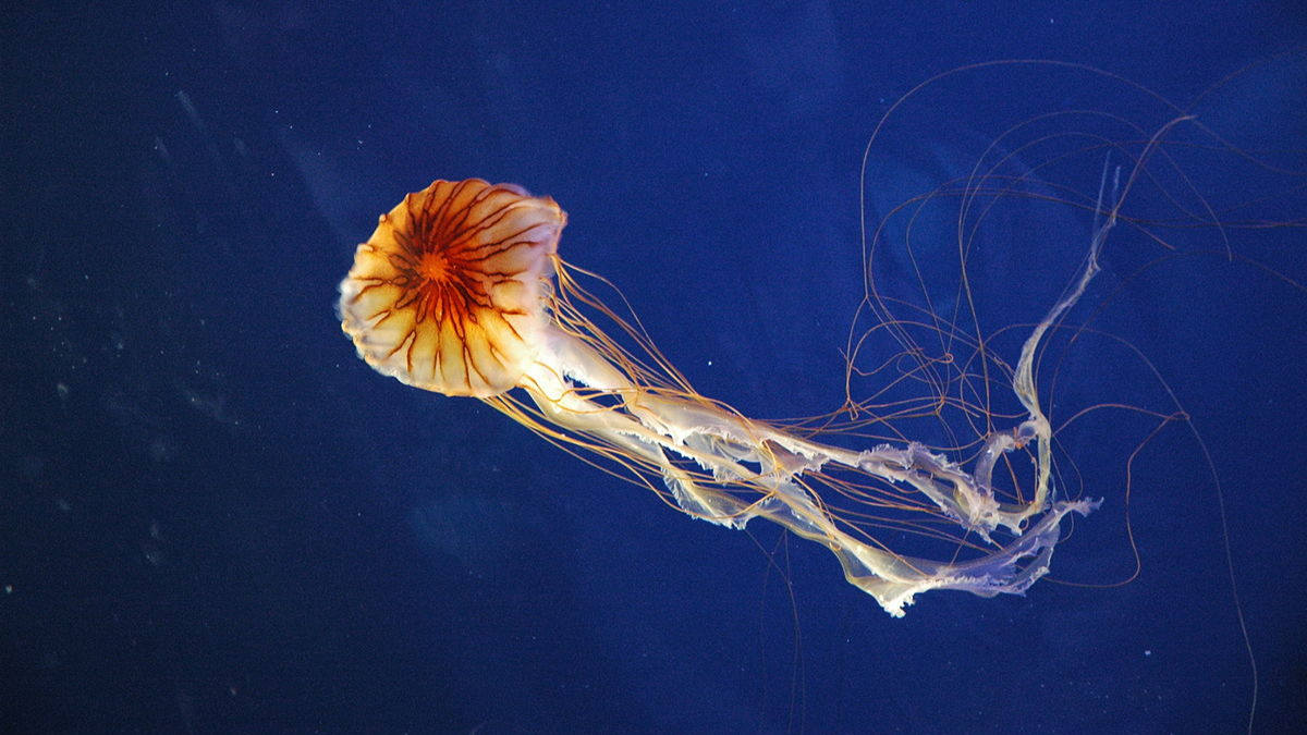 La Chrysaora hysoscella, llamada as&iacute; por sus manchas marrones en forma de V que se parecen a las l&iacute;neas de una br&uacute;jula, estaba muerta, por lo que las hip&oacute;tesis plantean que ese pez que se ve dentro habr&iacute;a sido la &uacute;ltima comida de la medusa.