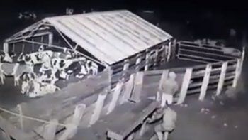 Video: así actúan en la noche los cuatreros rurales