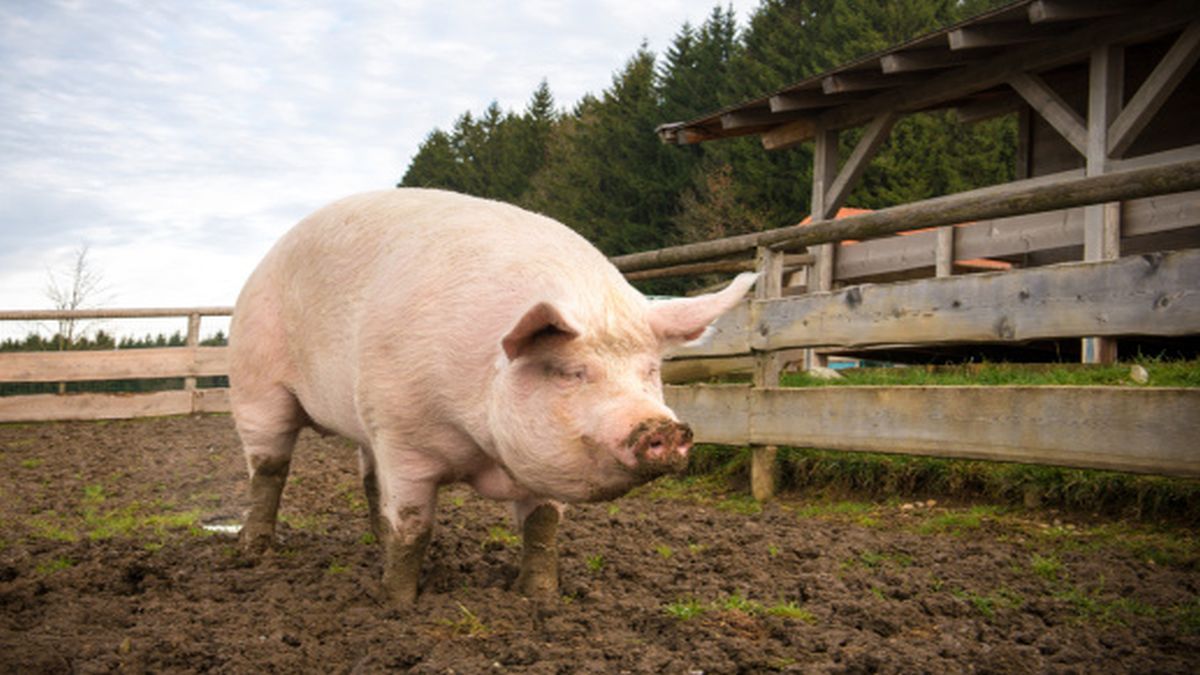 En la góndola la carne porcina argentina compite con las importaciones desde Brasil. ¿Por qué sucede?