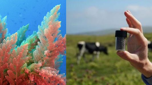 Descubren un alga roja que combate el efecto invernadero de gases provenientes de excrementos de vaca