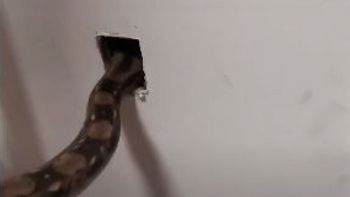 La serpiente fumigadora: elimina una plaga de 10 ratas en un minuto