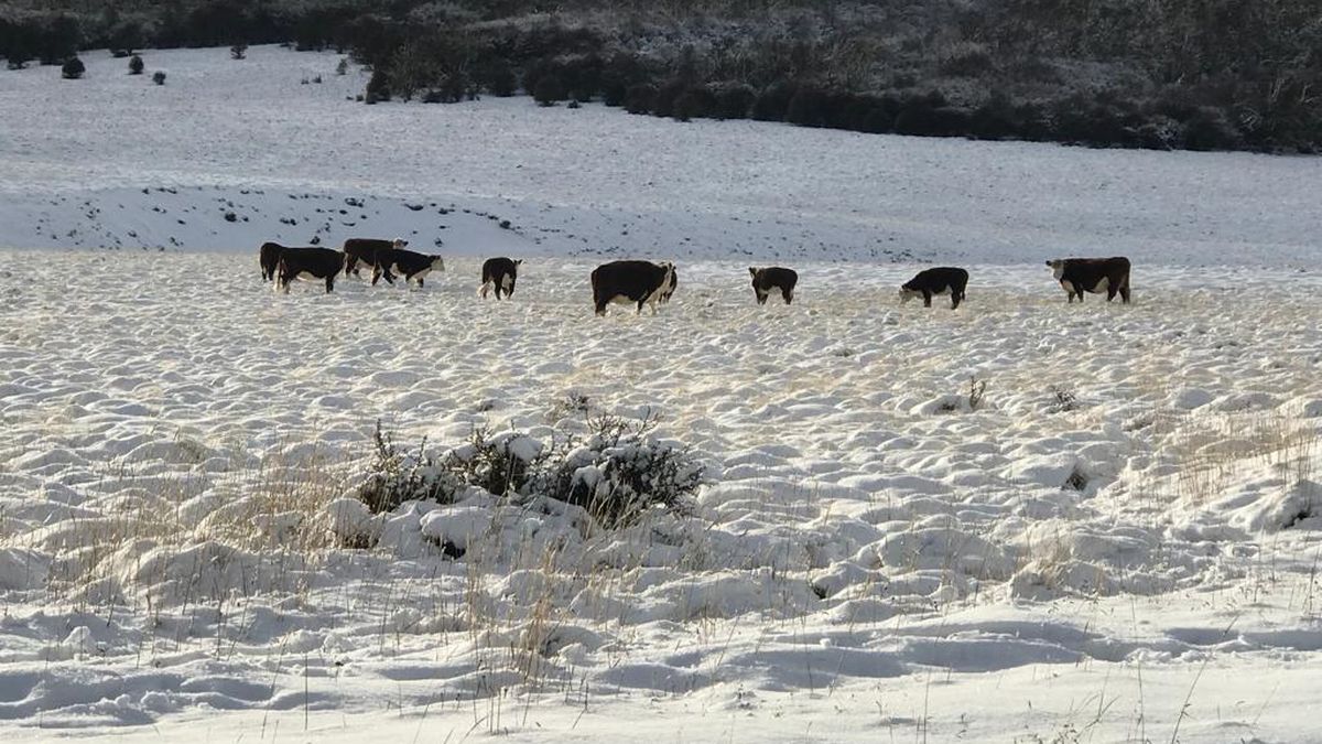 Ejemplares de Hereford en la cabaña 