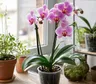 Orquídeas en casa: cada cuánto florecen y qué cuidados ayudan a repetir el ciclo