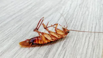 Cucarachas: trucos sencillos para prevenir su presencia y eliminarlas definitivamente