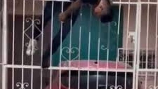 Video: robó, huyó y al escapar quedó clavado en una reja