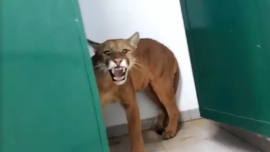 Un nene se topó con un puma en el baño de un colegio