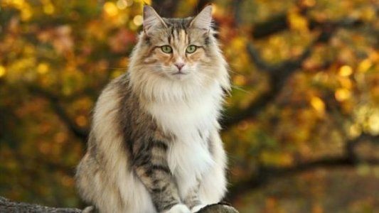 Todas las razas de gatos. ¡Increíble!