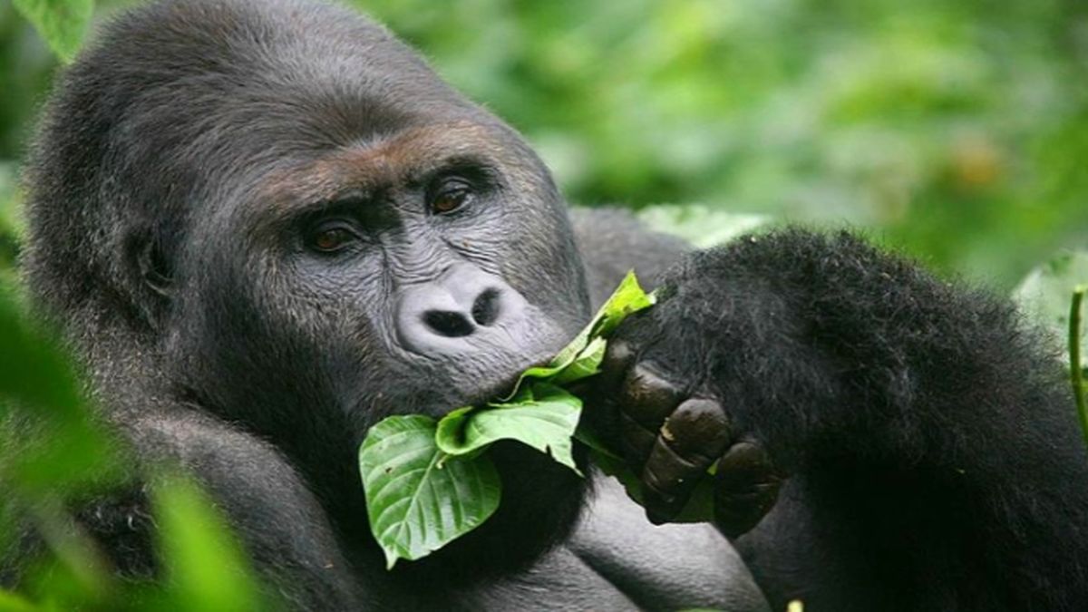 Cabe destacar que esta subespecie de gorilas está incluida en la Lista Roja de la Unión Internacional para la Conservación de la Naturaleza (UICN) como en peligro de extinción.