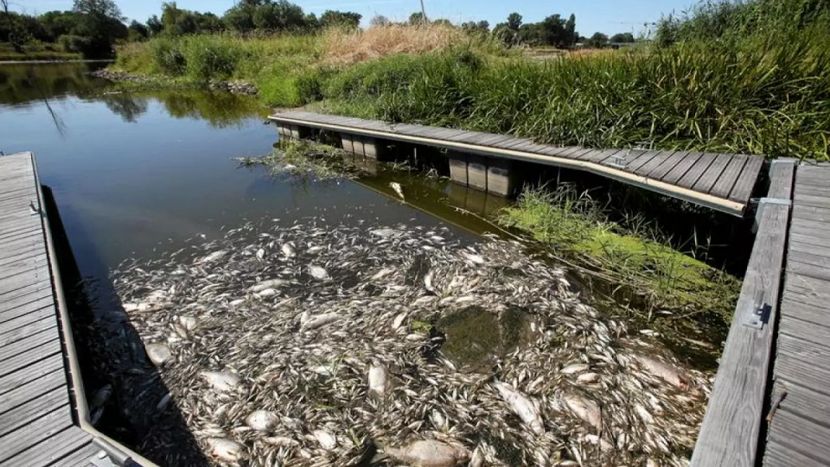 Se estima que pueden haber muerto estimó que en los últimos días murieron hasta 100 toneladas de peces en el río Oder, en la frontera entre Alemania y Polonia. (Foto: Euro News)
