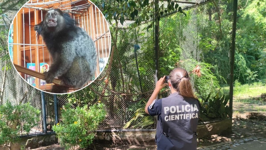 Robaron una mona caí del Ecoparque y sospechan del tráfico ilegal de animales