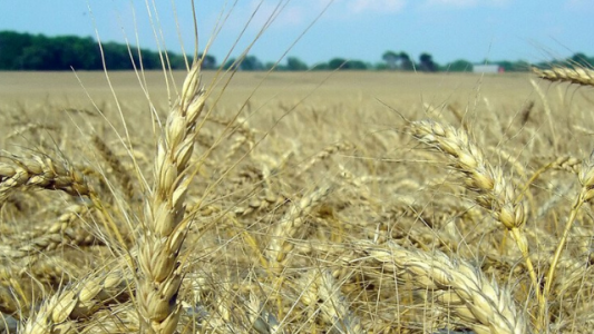 La producción de trigo podría alcanzar un nuevo récord: 21 millones de toneladas