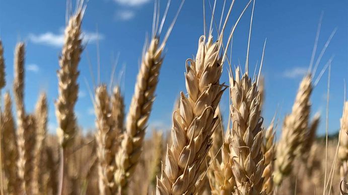 El mercado del trigo continúa inquieto: qué pasó con en el precio en el mundo y en la Argentina