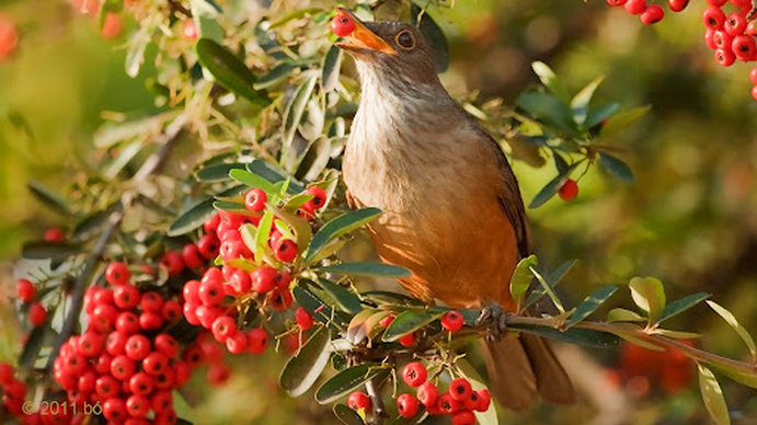Alegría y colores en tu casa: tres consejos para que zorzales, gorriones y horneros visiten tu jardín en primavera