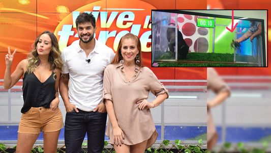 ¿Maltrato animal en Vive la Tarde?