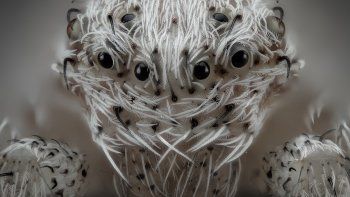 Las 20 mejores imágenes del mundo microscópico