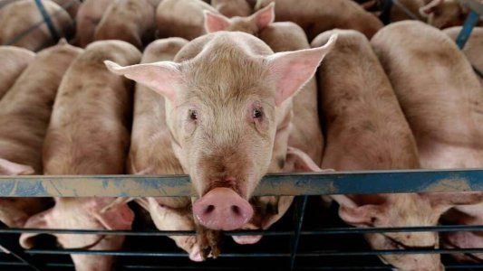 Alerta ambiental en Argentina: ¿podemos ser el epicentro de una nueva pandemia?