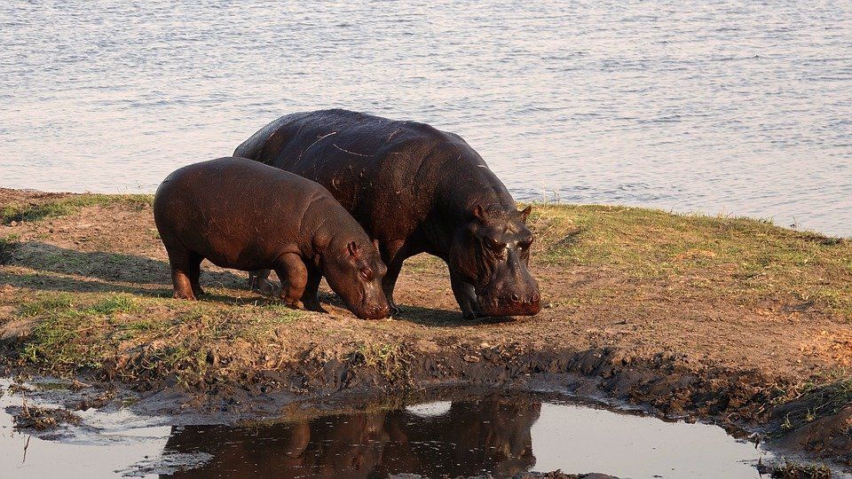 Animales en peligro de extinción: especies y causas
