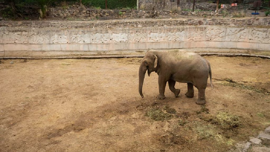 El Gobierno destinó más de 4 millones para entrenar a un elefante que buscan trasladar a Brasil