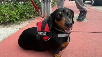 Jeppers, el perro de Miami que le sacá una sonrisa a los niños víctimas del derrumbe