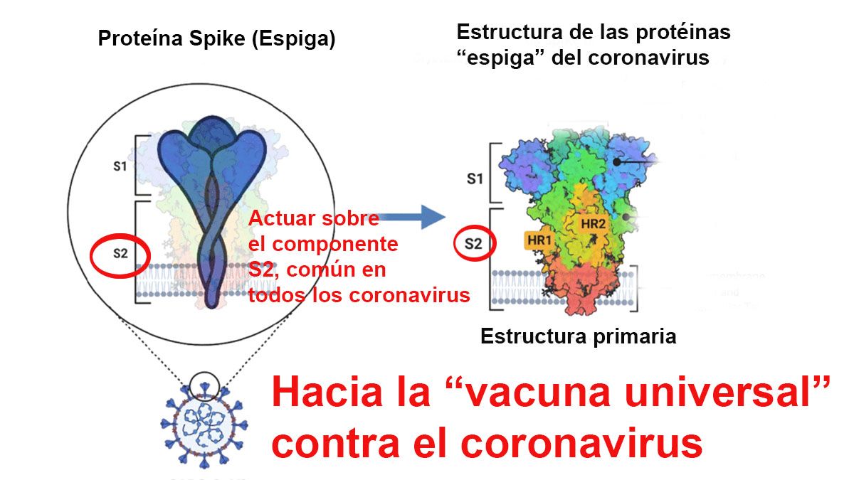 La vacuna universal contra el coronavirus, actúa sobre una presencia común en todas las variantes (Foto: Gentileza ResearchGate)