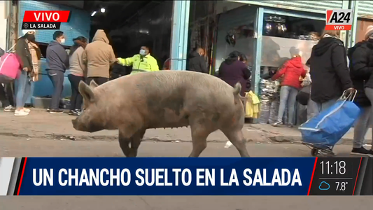 Así está sin restricciones y hasta con un chancho suelto