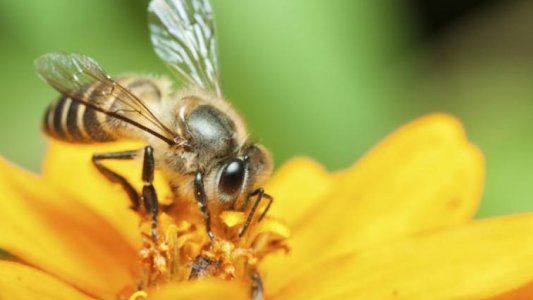 ¿Cómo hacen la miel las abejas?