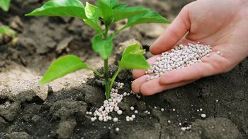 Fertilizantes: la industria alertó al Gobierno por los problemas para la importación