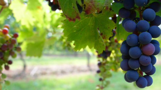 Vitivinicultores alertan sobre el futuro de la producción