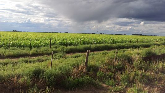 ¿Siguen las lluvias para el campo? Desde el INTA hablan de una continuidad de las condiciones inestables