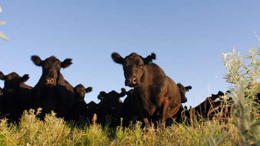 Vaca china: ¿De la liberación de exportaciones sin restricciones a la aplicación de nuevos cupos?