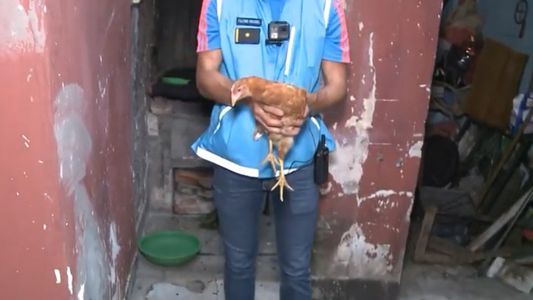 Así evitaron el sacrificio de un chivo y una gallina en un templo umbanda