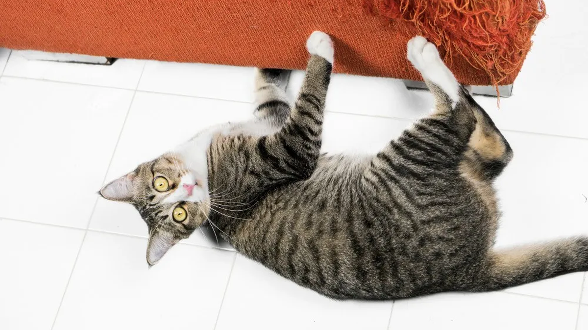 Los arañazos son un comportamiento natural en los gatos