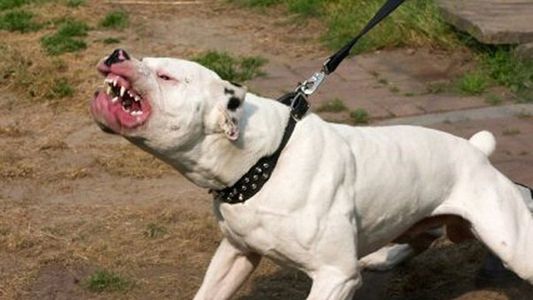 Un terrible ataque de pitbulls en Salta deja sin parte de una oreja, un dedo y un brazo a un joven