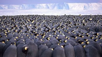 Impresionante: las fotos ganadoras del Ocean Photography Awards
