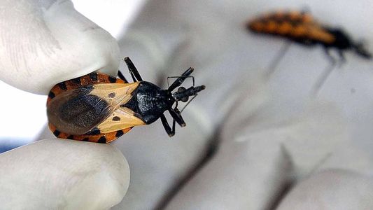 Mal de Chagas: la UBA tiene lista una vacuna que podría cambiar la historia de la enfermedad