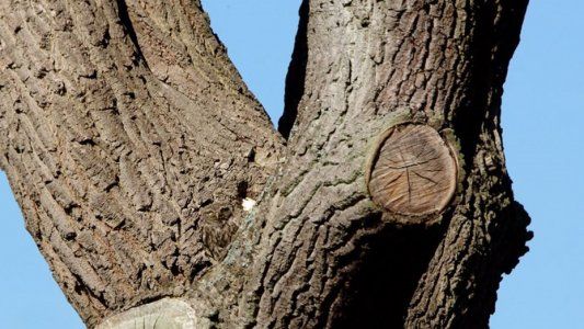 Reto viral: ¿Podés encontrar la lechuza en el árbol?