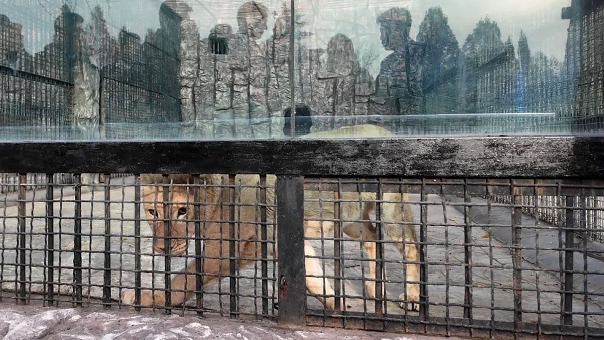 Un león africano en el zoo de norcorea, regalado por Putin a Kim.. (Foto: Gentileza Moscow Times)
