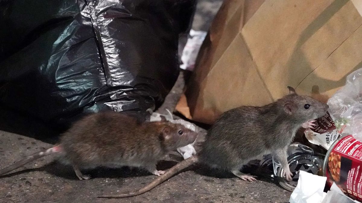 The Rats Of New York Produce A Huge Amount Of Garbage In The City Every Day.  (Photo: Courtesy New York Post)