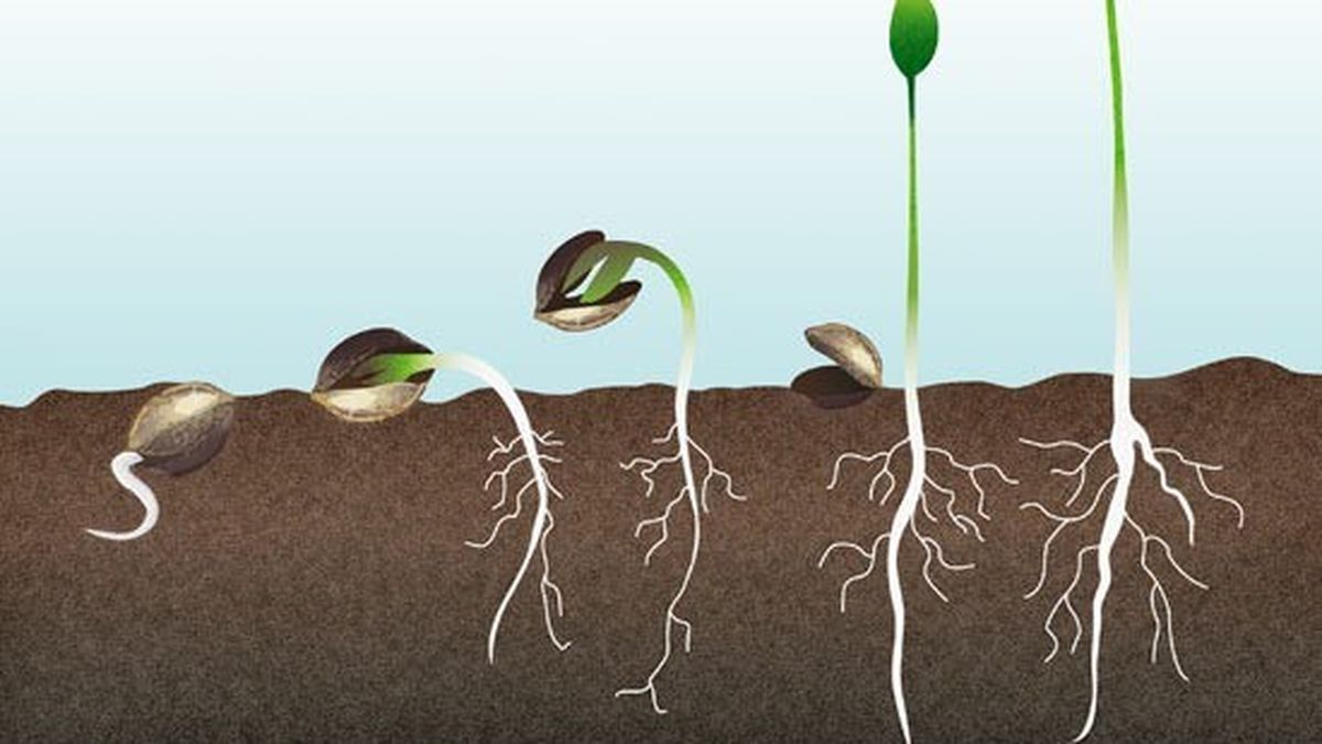 Cómo germinar semillas? Te enseñamos todos los trucos