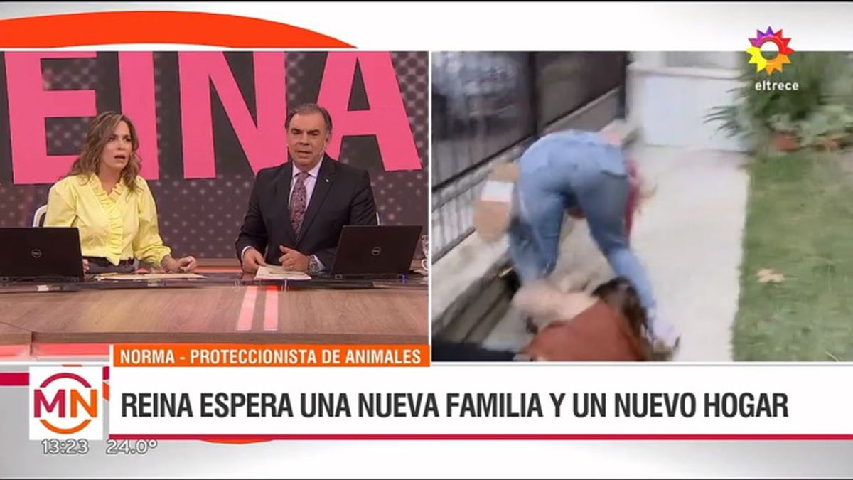 Cecilia Insinga sufrió una caída en pleno móvil en vivo durante el noticiero del mediodía de El Trece. 