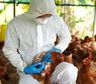 Gripe aviar: ¿Podría convertirse en la próxima pandemia al ser más mortal que el COVID-19?