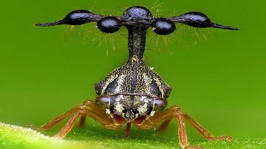 Impresionante: apareció un saltamontes al cual le apodaron extraterrestre