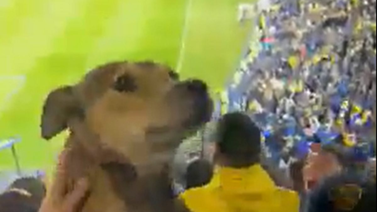 Un perro apareció en la tribuna de La Bombonera y festejó el triunfo de Boca. (Foto: Captura video)&nbsp;