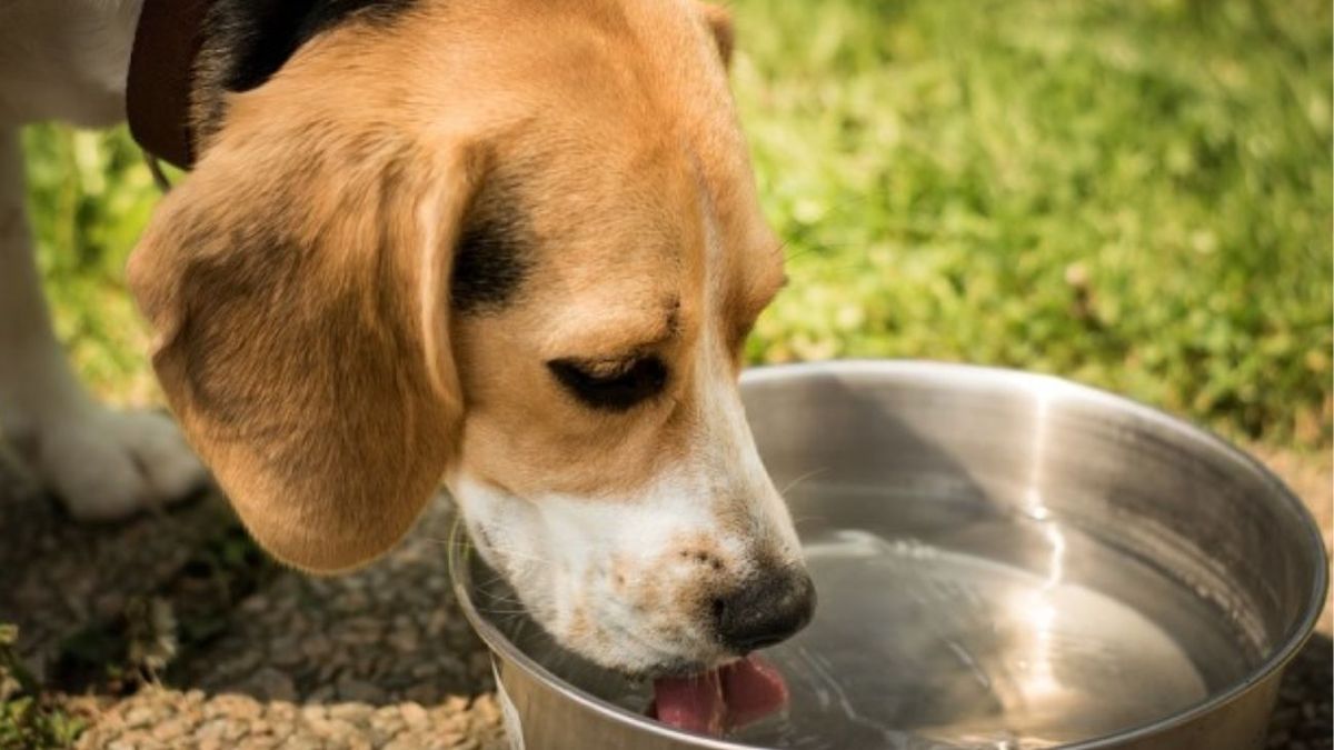 Truco viral: cómo limpiar el bebedero de tu perro para evitar que se formen bacterias. (Foto: Archivo)